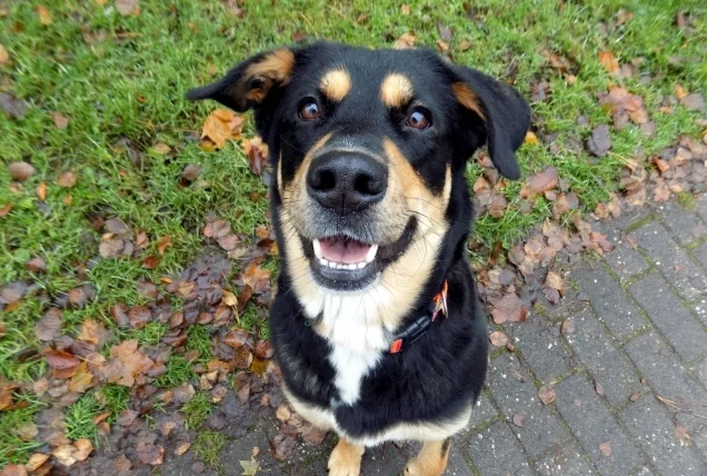 狗可以吃螃蟹嗎