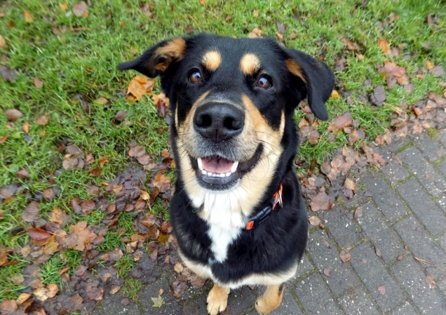 狗可以吃螃蟹嗎？安全餵食指南與風險解析