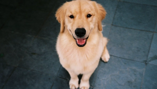 狂犬病傷口症狀