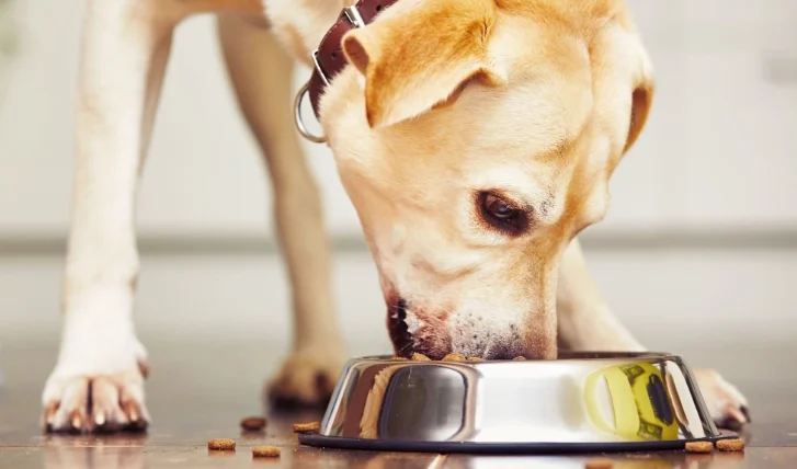 狗可以吃皮蛋嗎