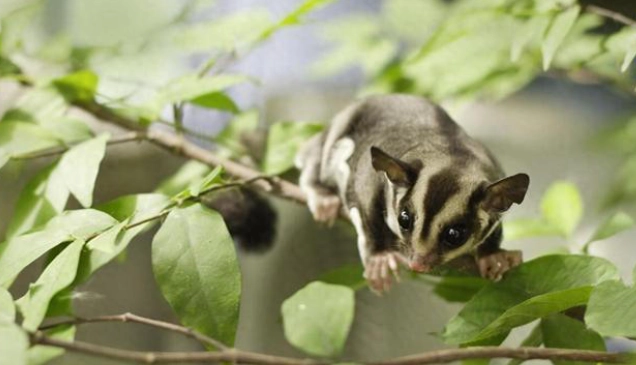 蜜袋鼯蔬菜煮熟