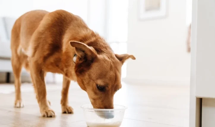 狗狗可以喝燕麥奶嗎
