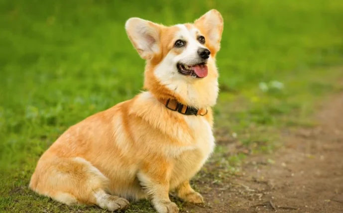 狗狗品種中型犬