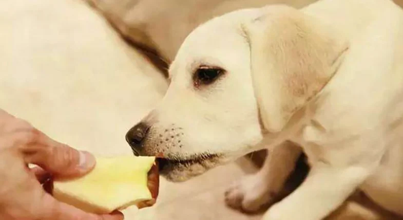 狗一直咳不出来