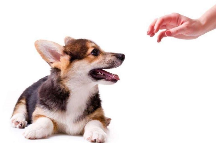 狗狗眼睛發炎多久會好？完整解析恢復時間與護理關鍵