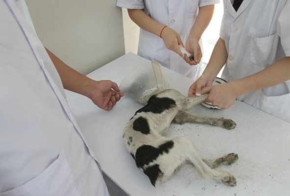 寵物上門安樂死