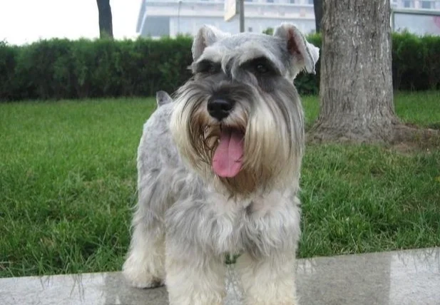 狗狗心臟肥大飲食