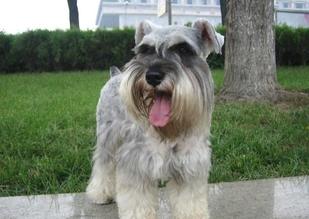 狗狗心臟肥大飲食全攻略：專家教你照顧毛孩心臟健康