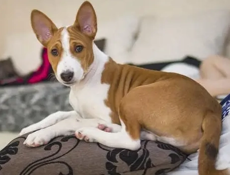 安靜小型犬品種