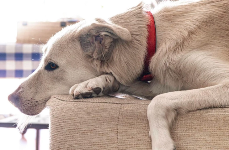 老狗越來越瘦原因