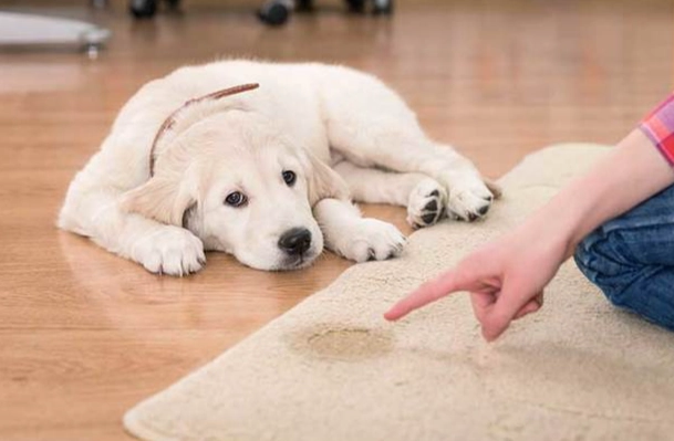 分離焦慮症症狀