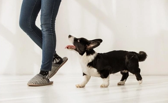 分離焦慮訓練方法