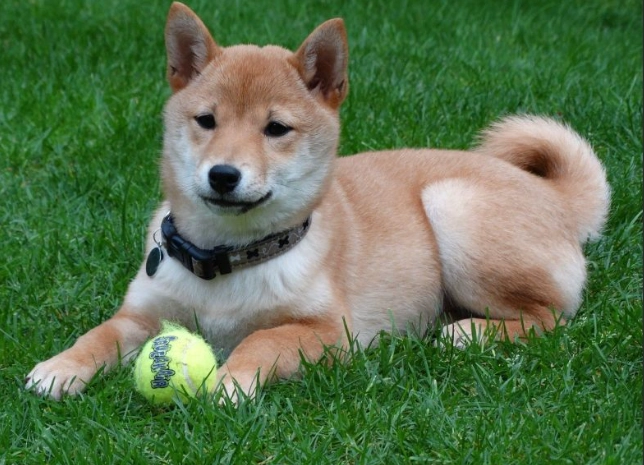 安靜小型犬品種