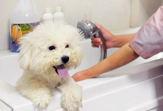 狗狗皮膚酵母菌治療