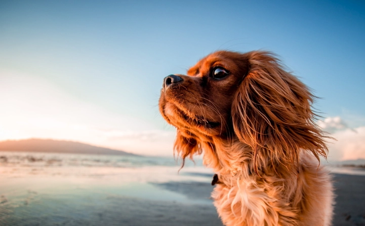 狗狗腹瀉黏液原因