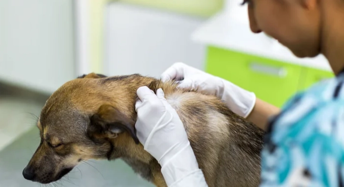 狗狗酵母菌治療