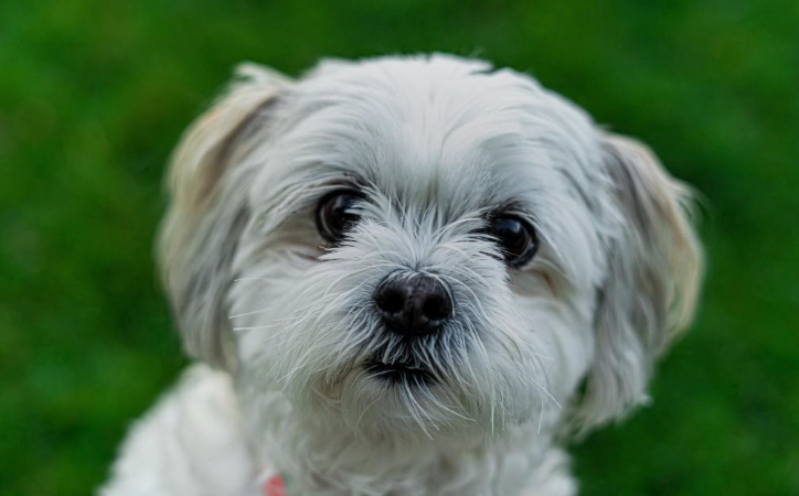 狗狗大便黃色黏液