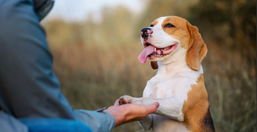 狗狗分離焦慮症狀