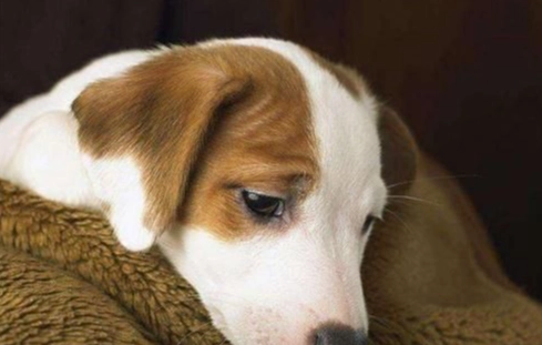 狗狗結膜炎治療