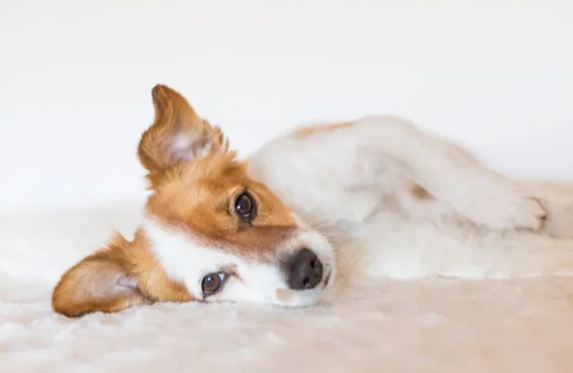 狗吃人的益生菌安全嗎