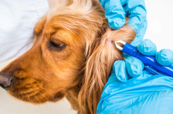 寵物驅蟲時間 寵物驅蟲時間