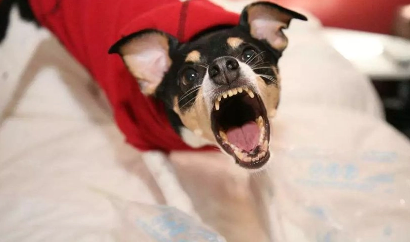 狗狗對陌生人吠叫原因