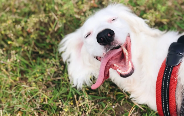 狗眼睛發炎處理