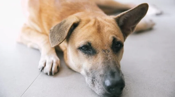 狗酵母菌感染症狀