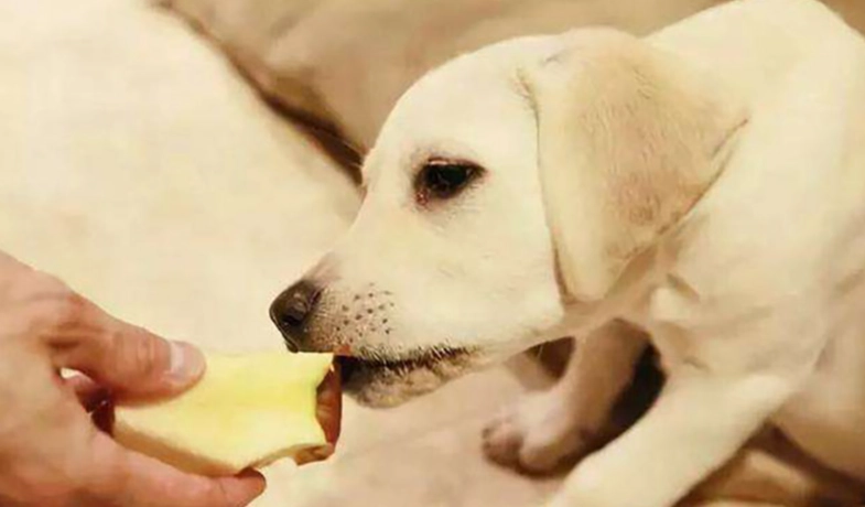 狗咳不出來原因