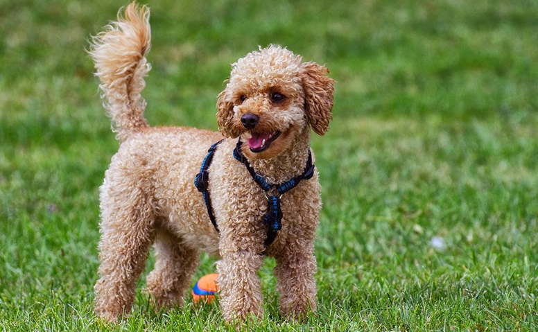 狗狗白內障治療