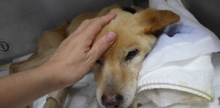 狗狗皮膚酵母菌感染