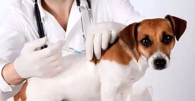 狗狗預防針頻率