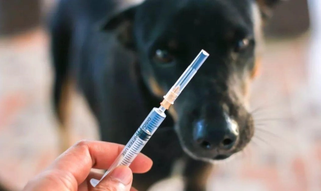 狗狗疫苗接種時間