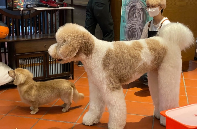 玩具貴賓狗飼養