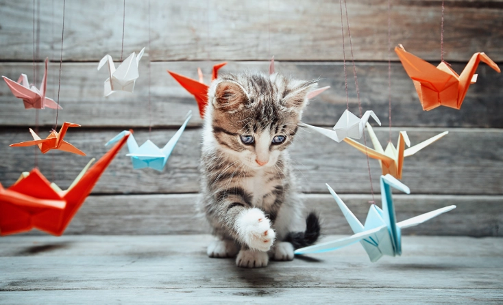 貓身上黑色小蟲