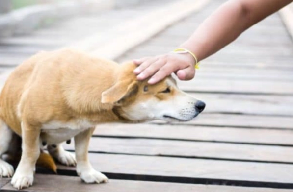 狗社交訓練 狗社交訓練