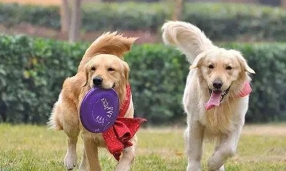 建立狗狗信任方法