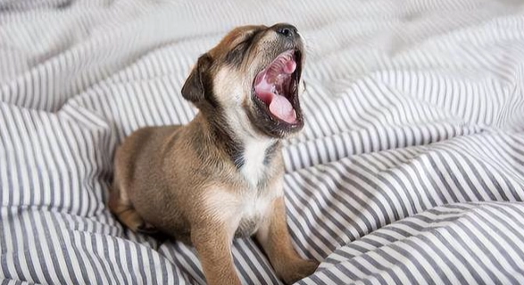 狗狗晚上叫原因 狗狗晚上叫原因