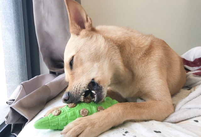 狗狗分離焦慮解決