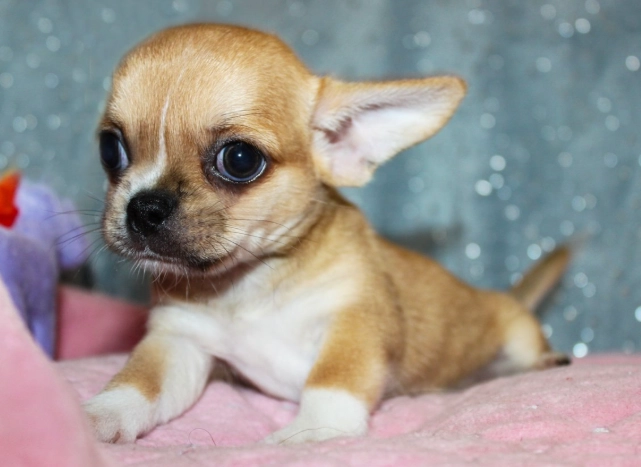 幼犬照顧注意事項