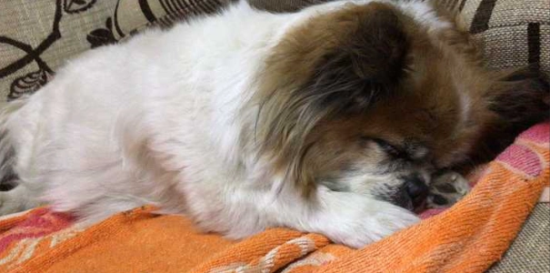 狗狗驅蟲藥多久一次 狗狗驅蟲藥多久一次