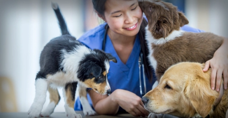 犬隻預防針間隔