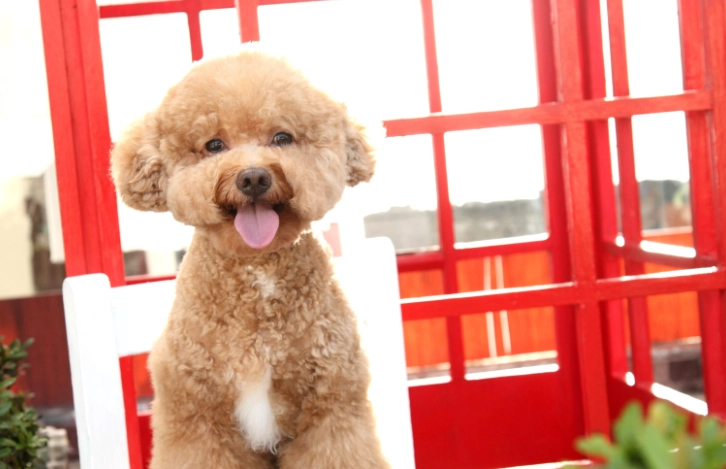 貴賓狗眼睛疾病