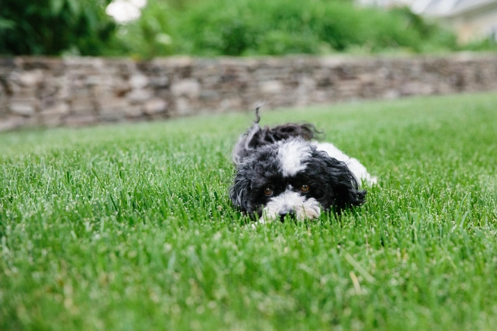狗狗氣管塌陷症狀