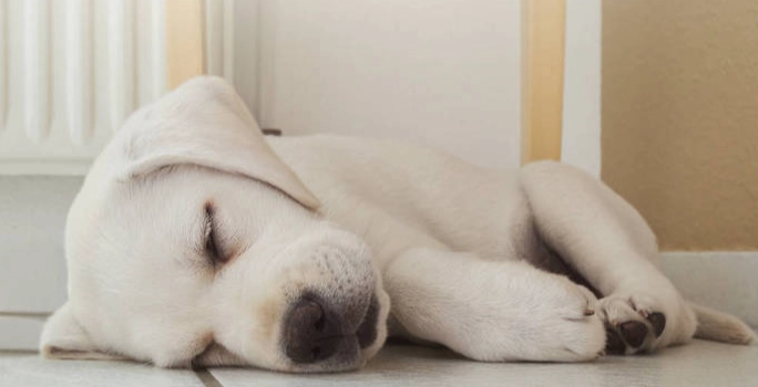 狗狗心臟病症狀