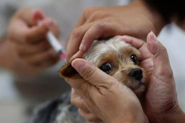 狗狗預防針頻率