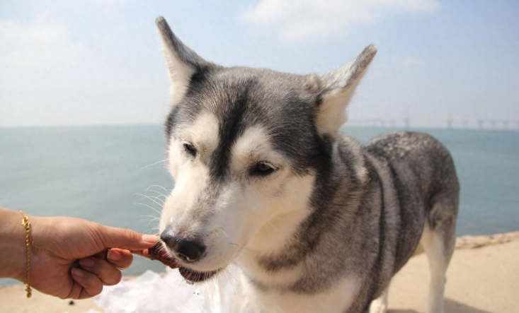 狗狗晚上叫原因 狗狗晚上叫原因