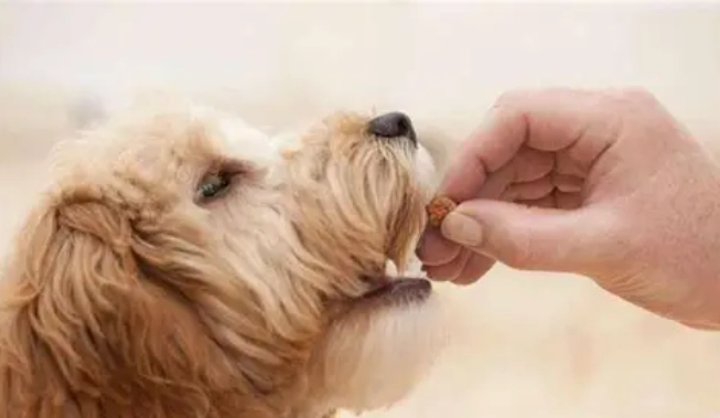 狗狗牙痛獸醫治療