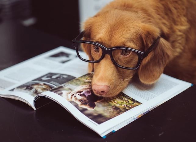 建立狗狗信任方法