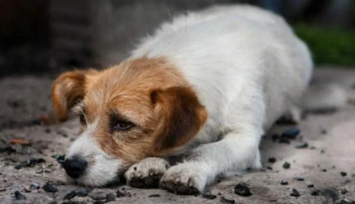 狗酵母菌感染症狀